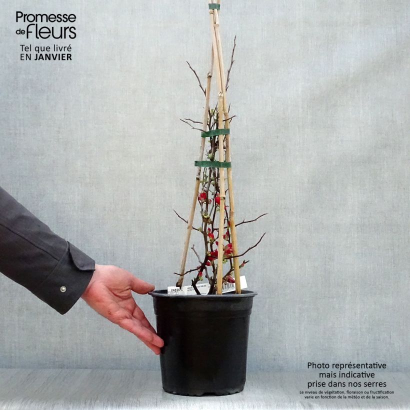 Chaenomeles speciosa Hot Fire - Fior di Pesco Vaso da 4L/5L esemplare consegnato in inverno