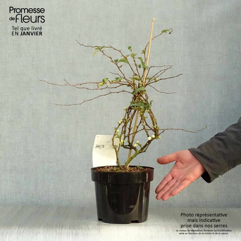 Chaenomeles superba Jet Trail - Fior di Pesco Vaso da 3L/4L esemplare consegnato in inverno