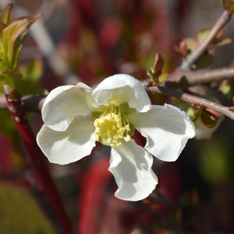 Chaenomeles superba Jet Trail - Fior di Pesco (Fioritura)