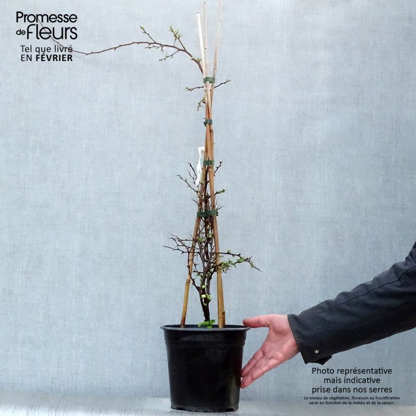 Chaenomeles speciosa Kinshiden - Fior di Pesco Vaso da 3L/4L esemplare consegnato in inverno