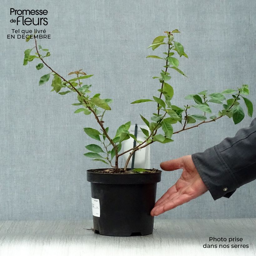 Chaenomeles superba Nicoline - Fior di Pesco Vaso da 2L/3L esemplare consegnato in inverno