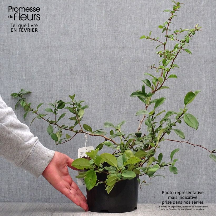 Esemplare di Chaenomeles superba Nicoline - Fior di Pesco Vaso da 2L/3L come consegnato in autunno