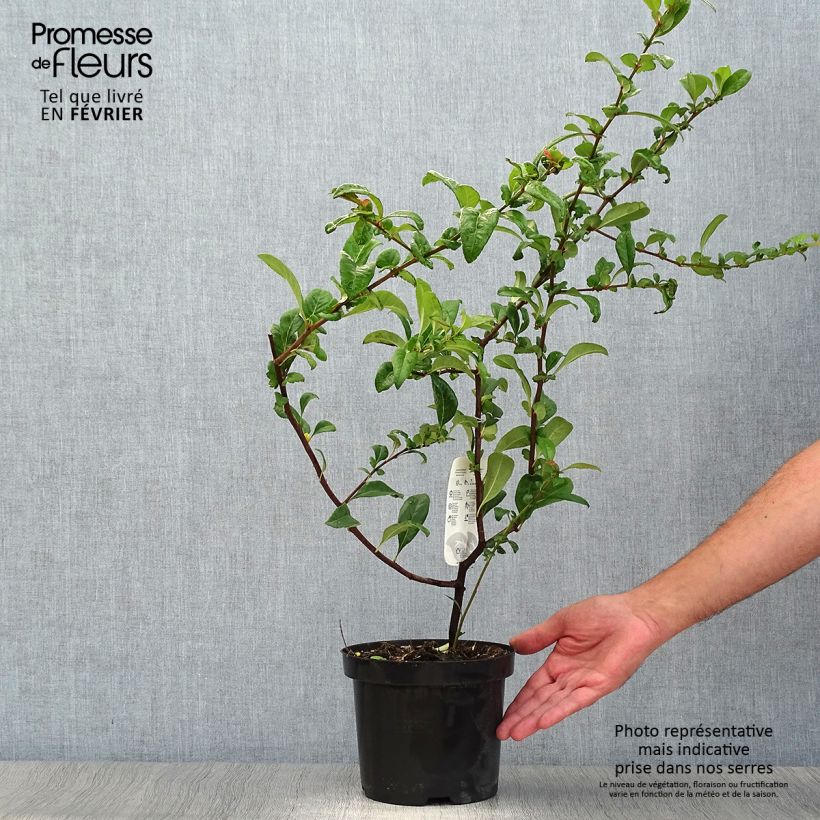 Esemplare di Chaenomeles speciosa Nivalis - Fior di Pesco Vaso da 2L/3L come consegnato in autunno