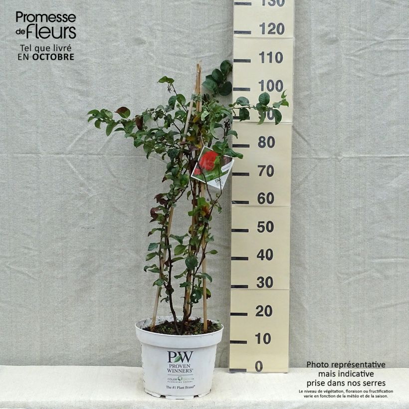 Esemplare di Chaenomeles speciosa Orange Storm - Fior di Pesco Vaso da 7,5L/10L come consegnato in autunno