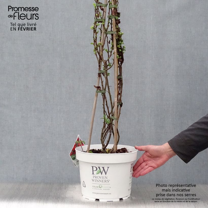 Chaenomeles speciosa Orange Storm - Fior di Pesco Vaso da 7,5L/10L esemplare consegnato in inverno