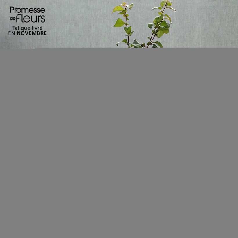 Esemplare di Chaenomeles speciosa Orange Storm - Fior di Pesco Vaso da 2L/3L come consegnato in autunno