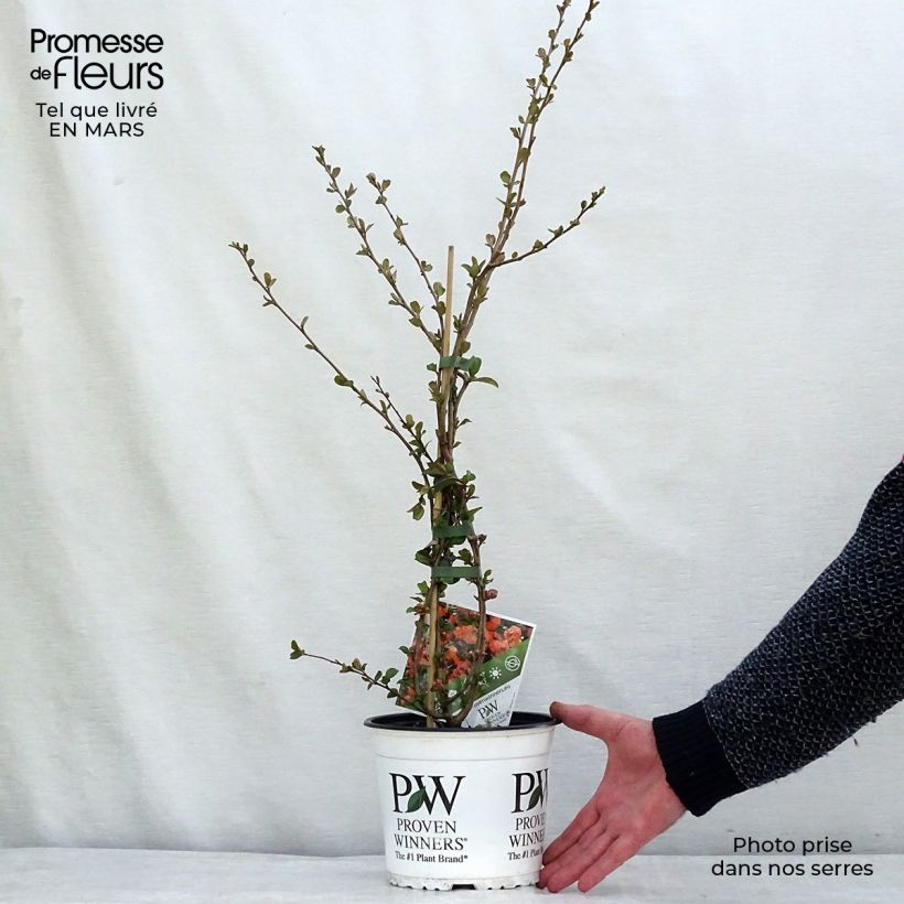 Chaenomeles speciosa Orange Storm - Fior di Pesco Vaso da 2L/3L esemplare consegnato in inverno