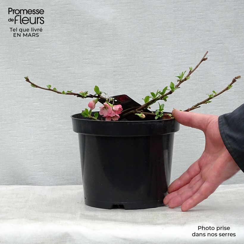 Chaenomeles superba Pink Lady - Fior di Pesco Vaso da 2L/3L esemplare consegnato in primavera