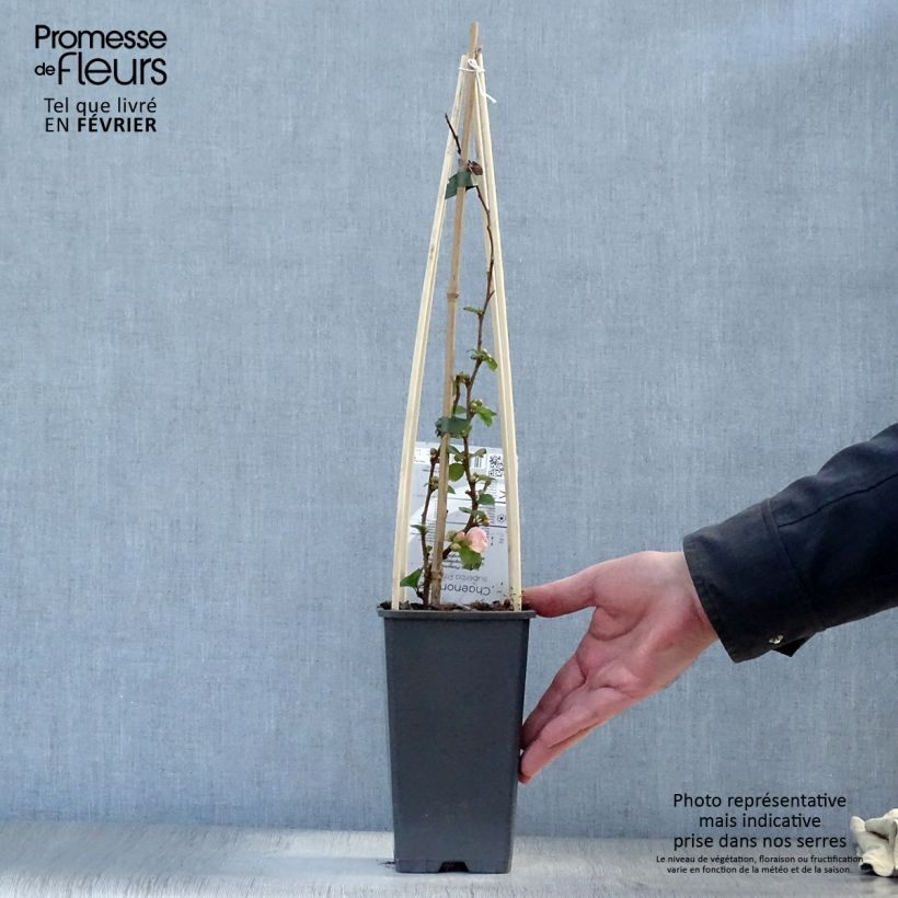 Chaenomeles superba Pink Lady - Fior di Pesco Vaso da 2L/3L esemplare consegnato in inverno