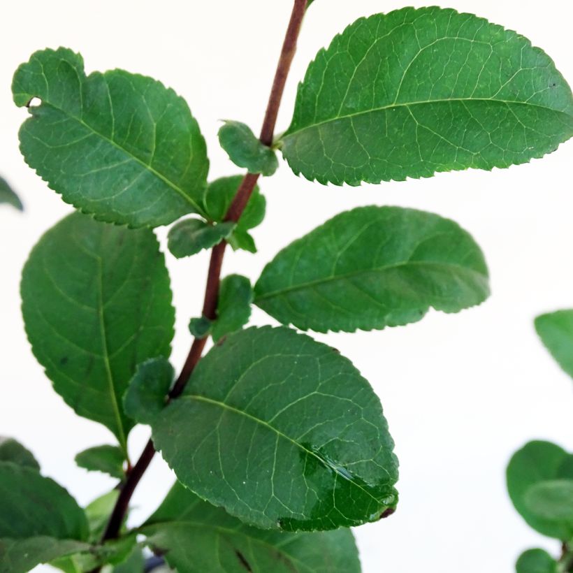 Chaenomeles speciosa Pink Storm - Fior di Pesco (Fogliame)