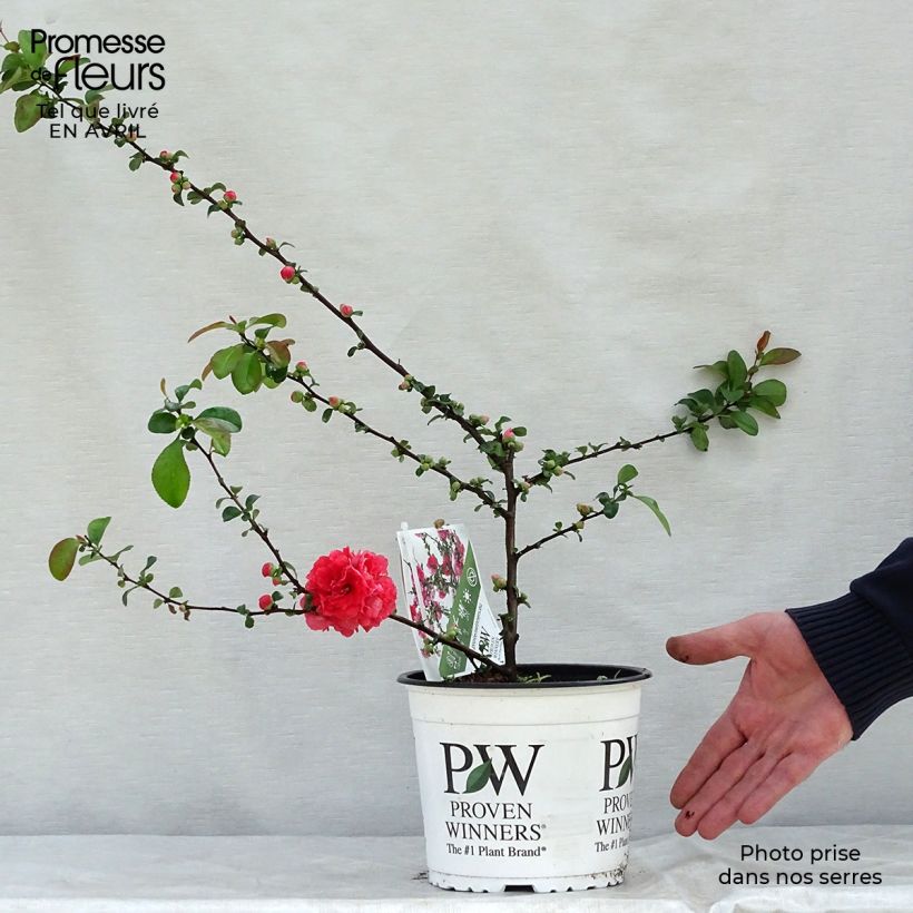 Chaenomeles speciosa Pink Storm - Fior di Pesco Vaso da 2L/3L esemplare consegnato in primavera