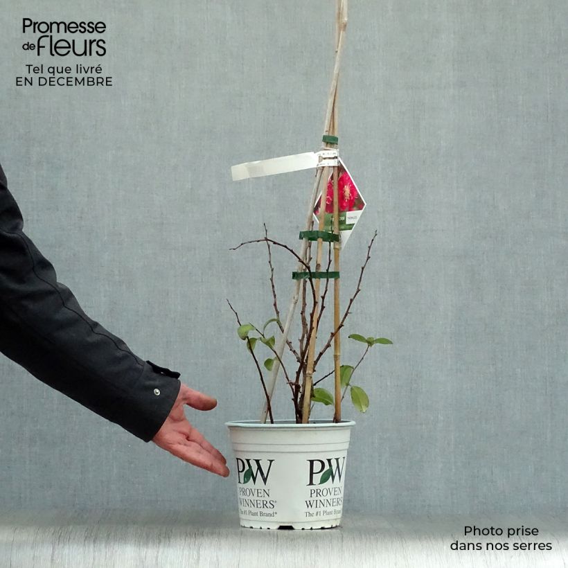 Chaenomeles speciosa Pink Storm - Fior di Pesco Vaso da 2L/3L esemplare consegnato in inverno