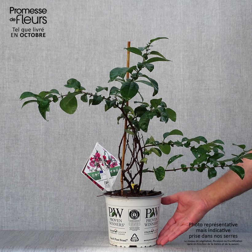 Esemplare di Chaenomeles speciosa Pink Storm - Fior di Pesco Vaso da 2L/3L come consegnato in autunno