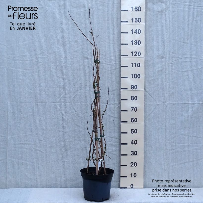 Chaenomeles speciosa Rubra - Fior di Pesco Vaso da 7,5L/10L esemplare consegnato in inverno