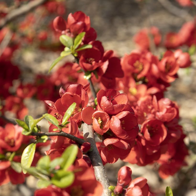 Chaenomeles speciosa Rubra - Fior di Pesco (Fioritura)