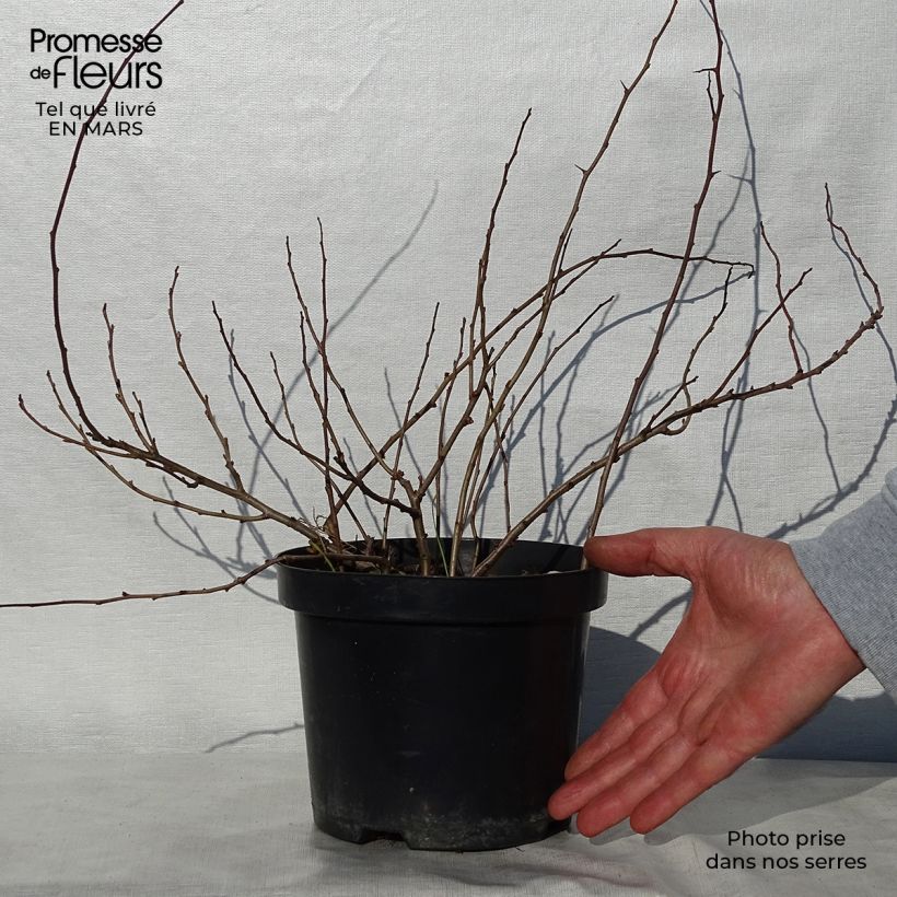 Chaenomeles japonica Sargentii - Fior di Pesco Vaso da 3L/4L esemplare consegnato in primavera