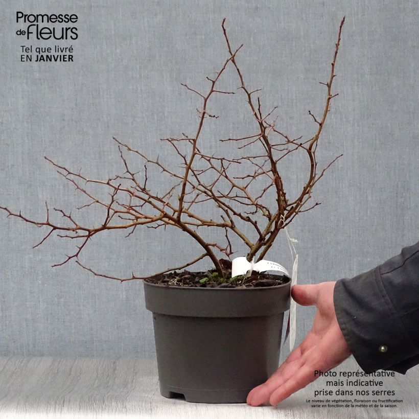 Chaenomeles japonica Sargentii - Fior di Pesco Vaso da 3L/4L esemplare consegnato in inverno
