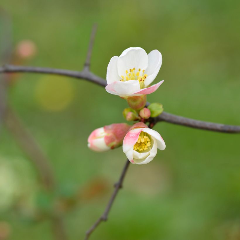 Chaenomeles speciosa Toyo-Nishiki - Fior di Pesco (Fioritura)