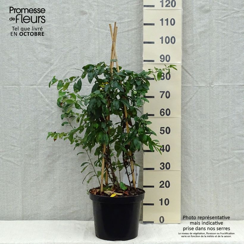Esemplare di Chaenomeles speciosa Yukigoten - Fior di Pesco Vaso da 7,5L/10L come consegnato in autunno