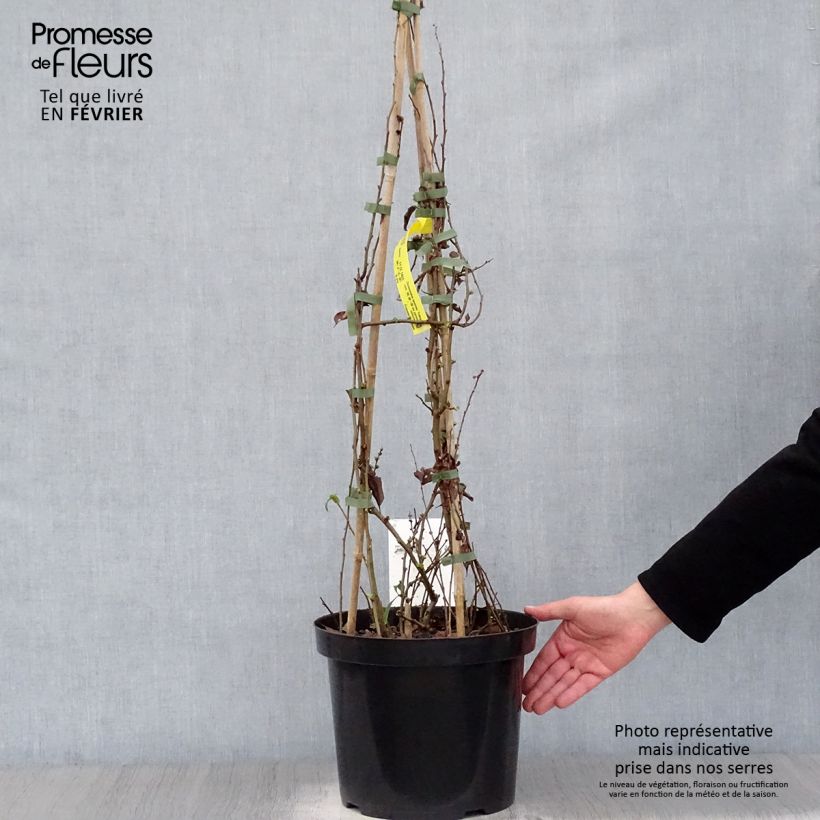 Chaenomeles speciosa Yukigoten - Fior di Pesco Vaso da 7,5L/10L esemplare consegnato in inverno