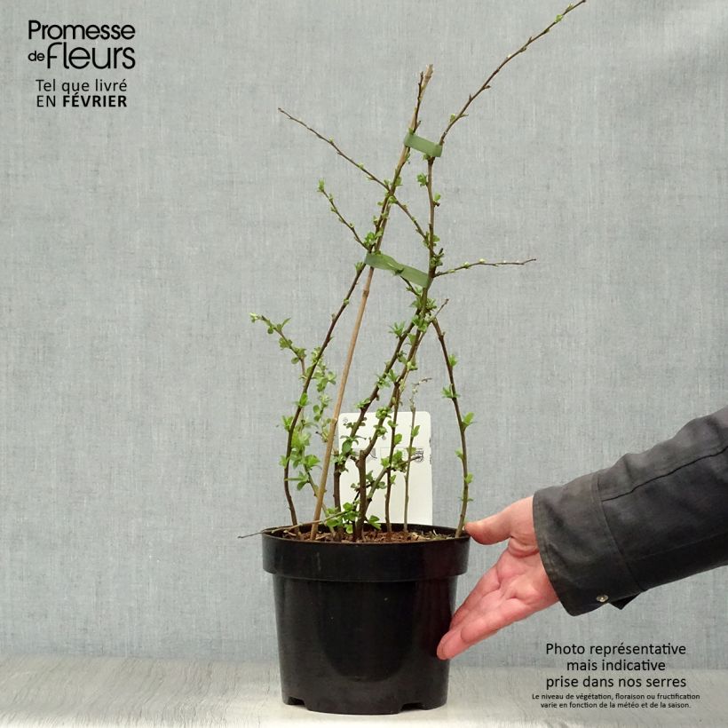 Chaenomeles speciosa Yukigoten - Fior di Pesco Vaso da 3L/4L esemplare consegnato in inverno