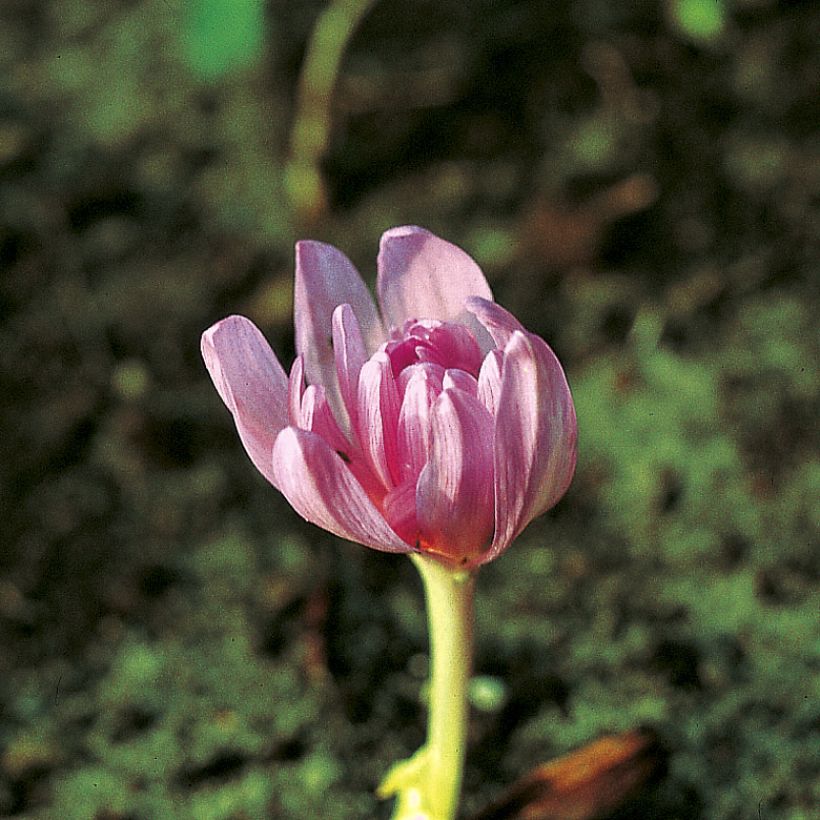 Colchicum autumnale Pleniflorum - Colchico d'autunno (Fioritura)
