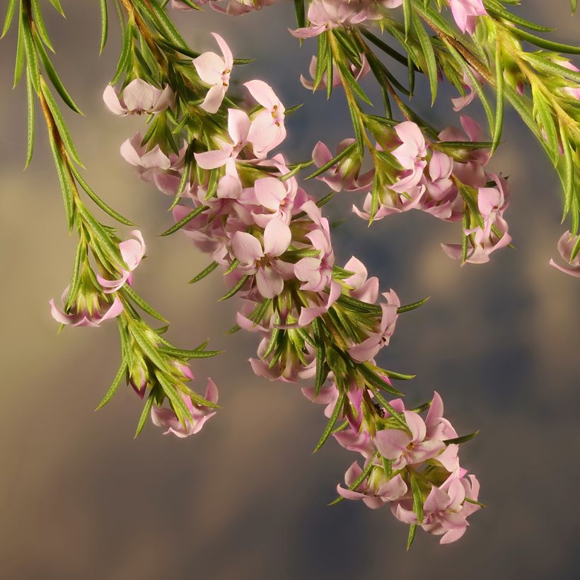 Coleonema pulchrum (Fioritura)