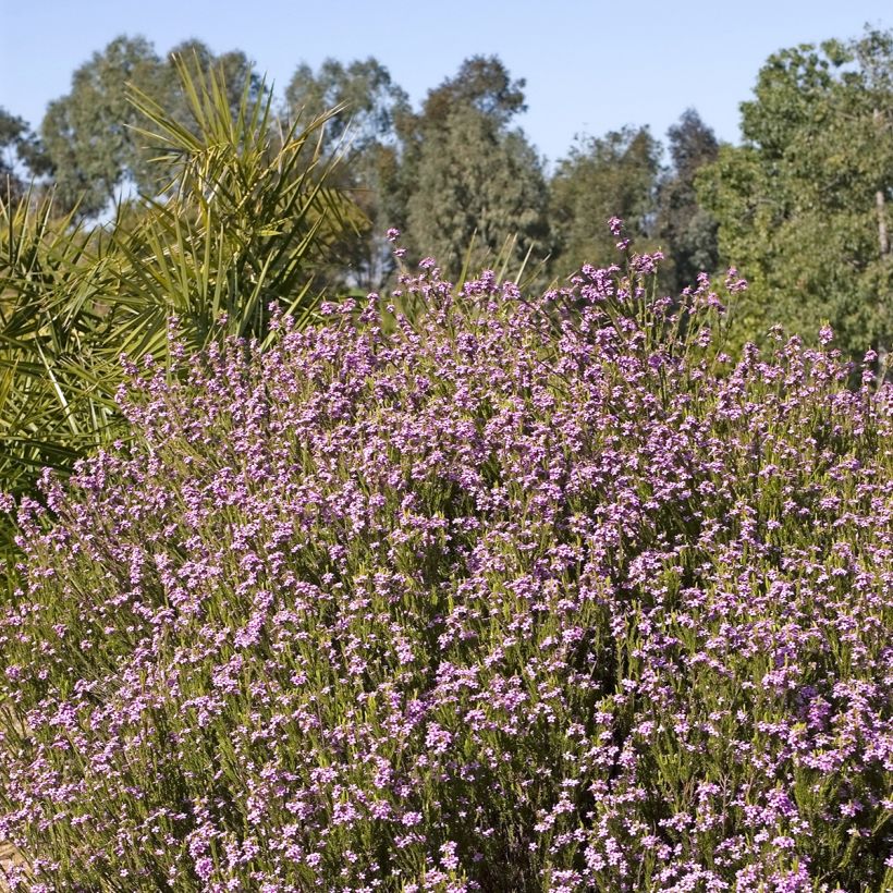 Coleonema pulchrum (Porto)