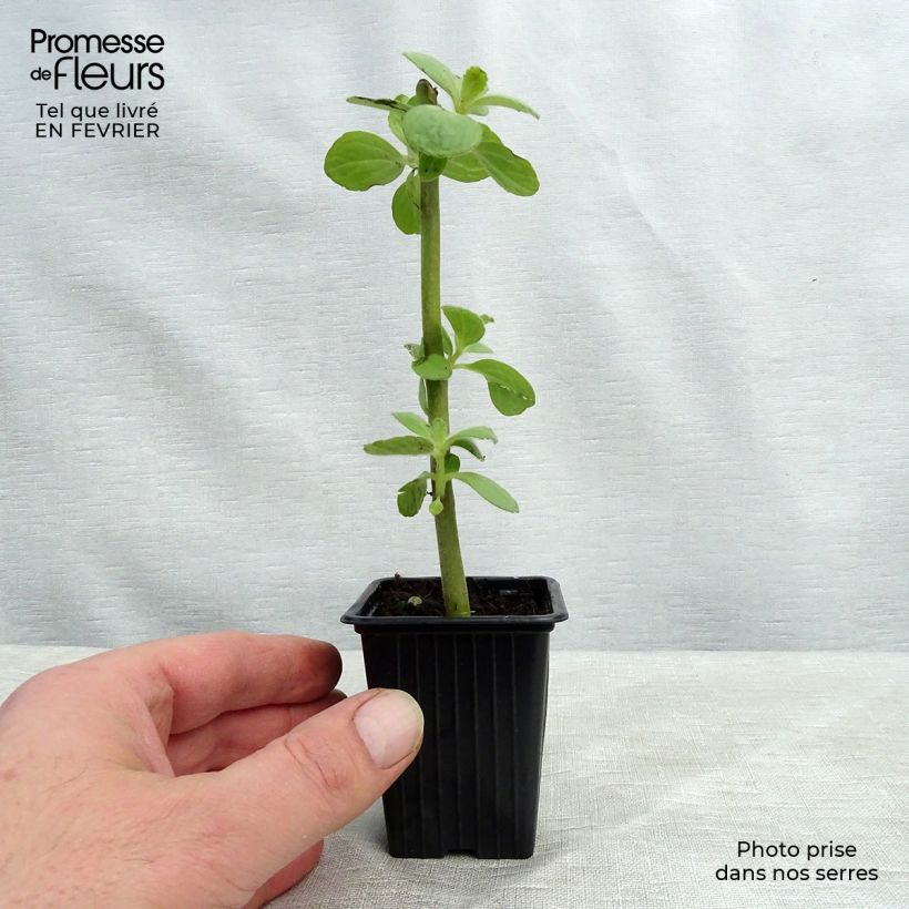 Plectranthus caninus - Pianta scappa via Vasetto da 7/8 cm esemplare consegnato in inverno