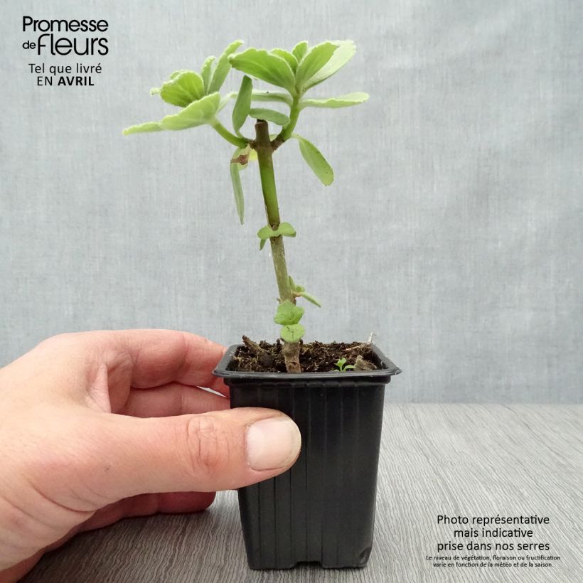 Plectranthus caninus - Pianta scappa via Vasetto da 7/8 cm esemplare consegnato in primavera