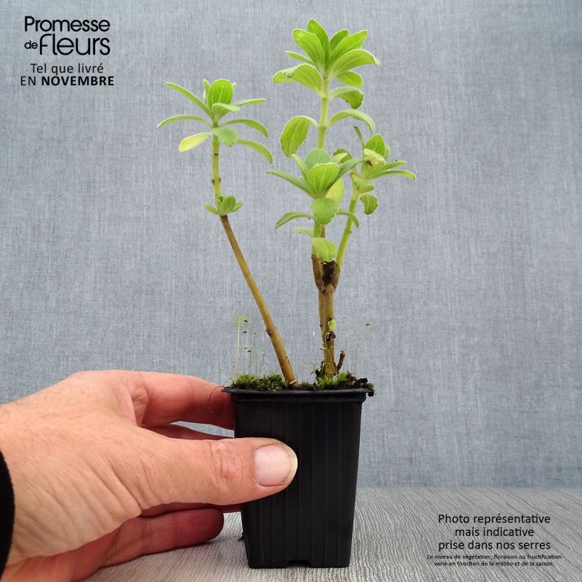 Esemplare di Plectranthus caninus - Pianta scappa via Vasetto da 7/8 cm come consegnato in autunno