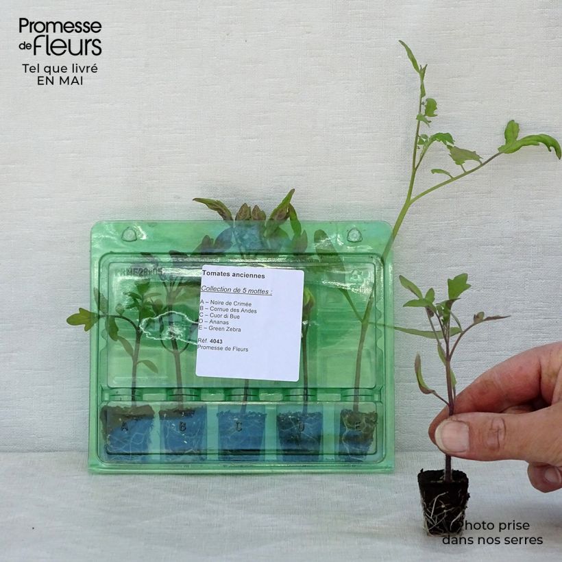 Collezione di 5 Pomodori antichi e da collezione in piantine esemplare consegnato in primavera