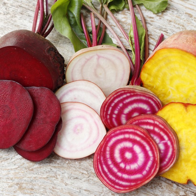Collezione di 4 Barbabietole colorate biologiche (Raccolta)