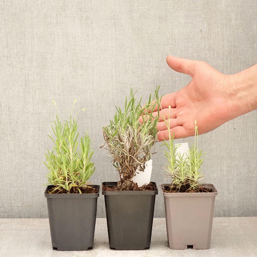 Collezione di Lavande vere a prezzi convenienti esemplare consegnato in primavera