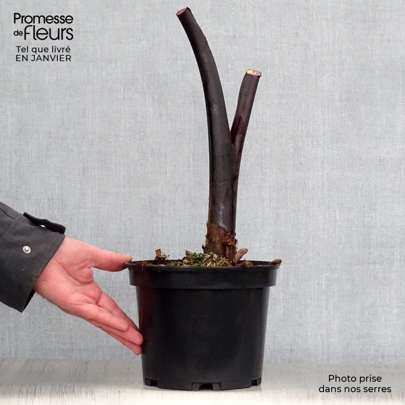 Colocasia Black Stem - Taro Vaso da 3L/4L esemplare consegnato in inverno