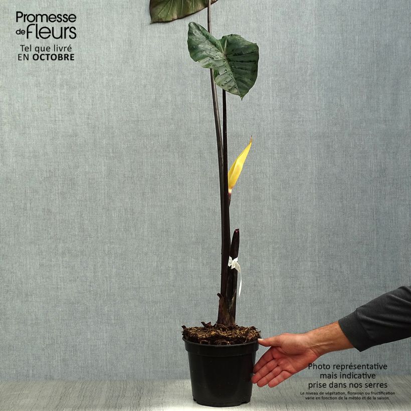 Esemplare di Colocasia Black Stem - Taro Vaso da 3L/4L come consegnato in autunno