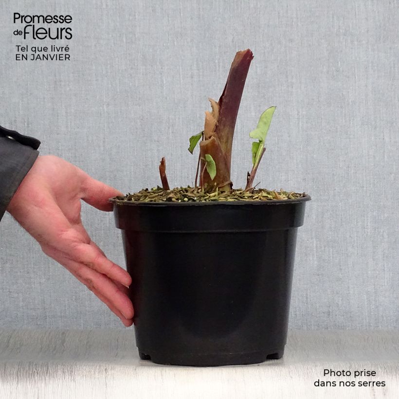 Colocasia Blue hawaii - Taro Vaso da 4L/5L esemplare consegnato in inverno