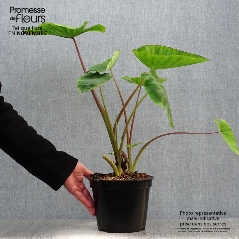 Esemplare di Colocasia Blue hawaii - Taro Vaso da 4L/5L come consegnato in autunno