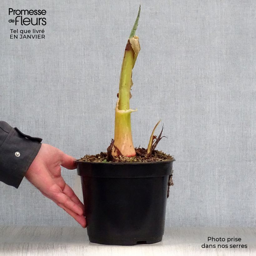 Colocasia Jack's Giant - Taro Vaso da 3L/4L esemplare consegnato in inverno