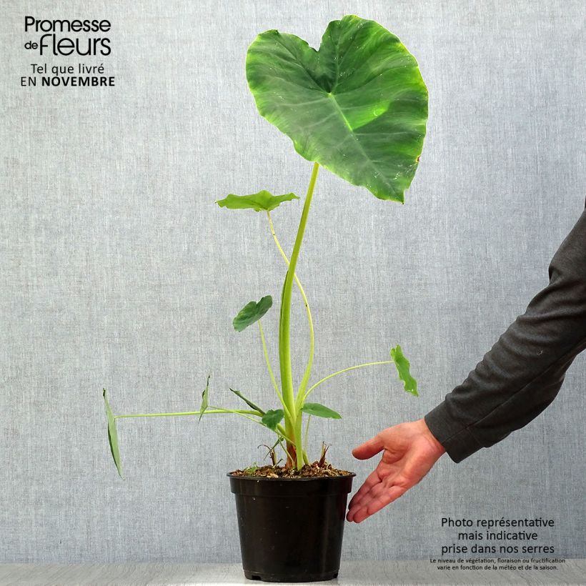 Esemplare di Colocasia Jack's Giant - Taro Vaso da 3L/4L come consegnato in autunno