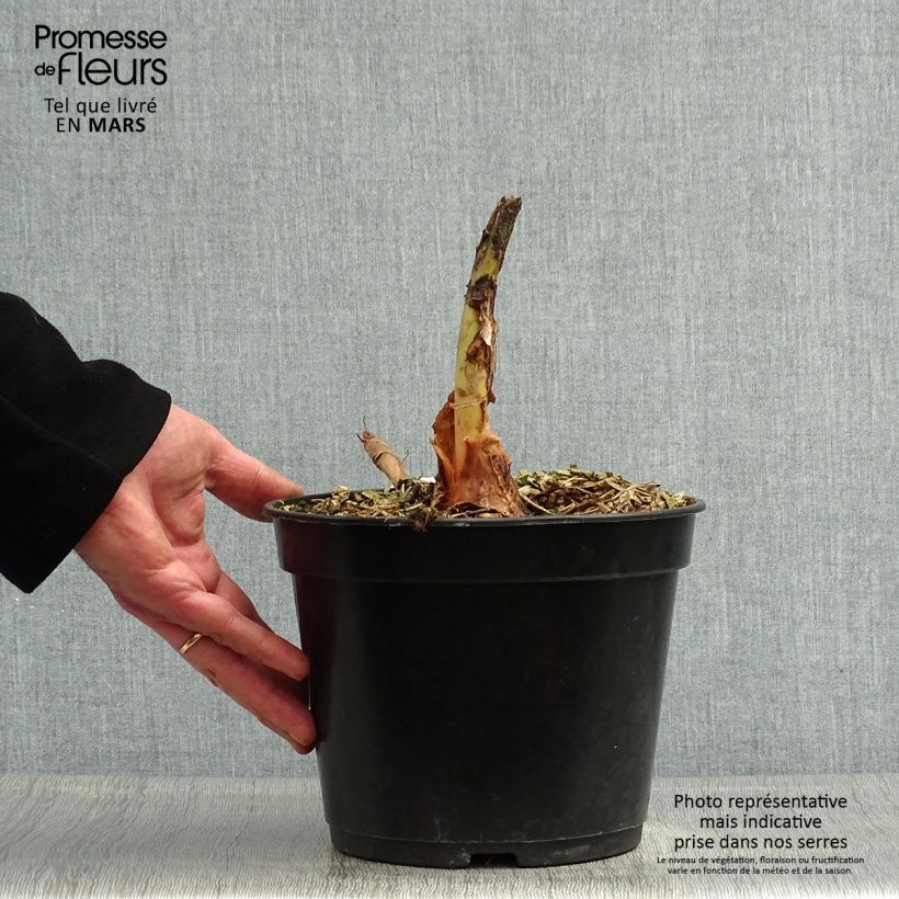 Colocasia Jack's Giant - Taro Vaso da 3L/4L esemplare consegnato in primavera