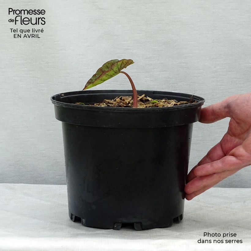 Colocasia Madeira - Taro Vaso da 3L/4L esemplare consegnato in primavera