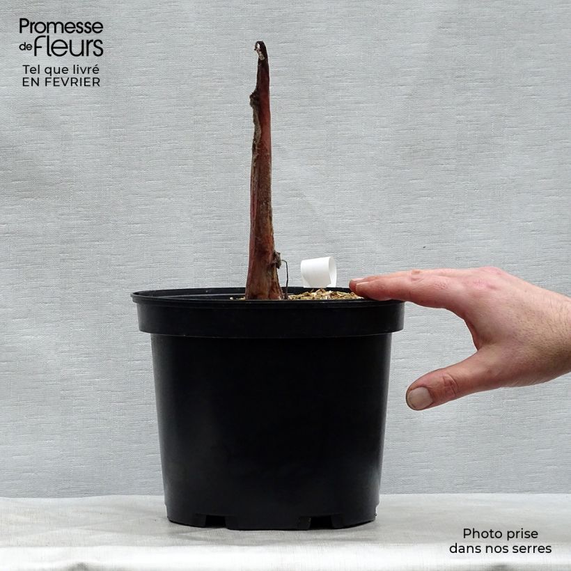 Colocasia Sangria - Taro Vaso da 3L/4L esemplare consegnato in inverno