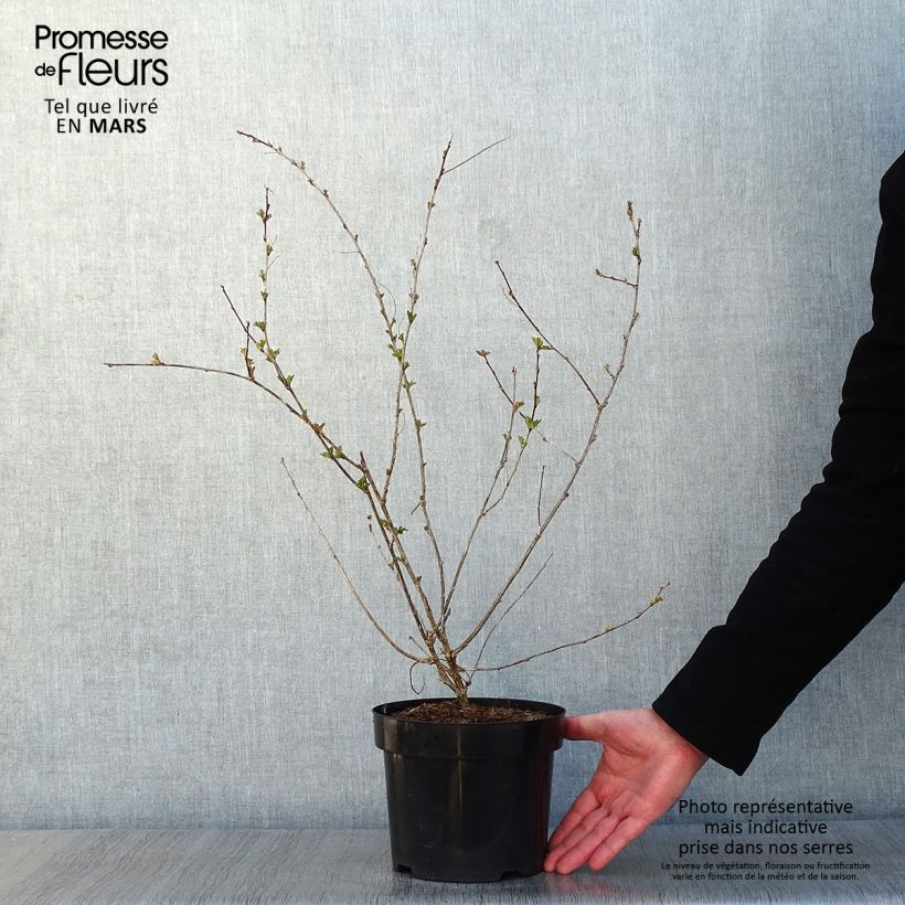 Colutea media Copper Beauty - Vesicaria Vaso da 3L/4L esemplare consegnato in inverno