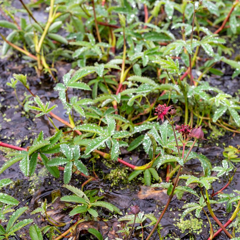 Comarum palustre - Cinquefoglia delle paludi (Porto)