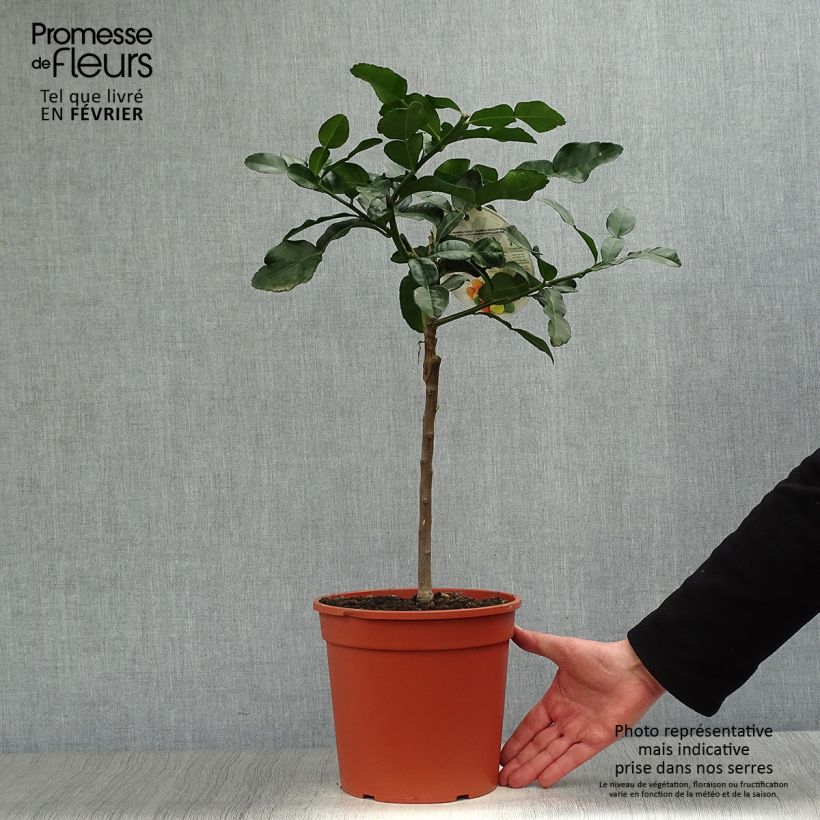 Citrus hystrix - Combava Vaso da 4L/5L esemplare consegnato in inverno