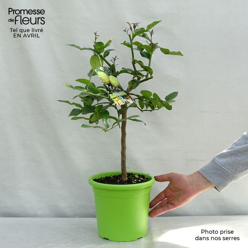 Citrus hystrix - Combava Vaso da 4L/5L esemplare consegnato in primavera