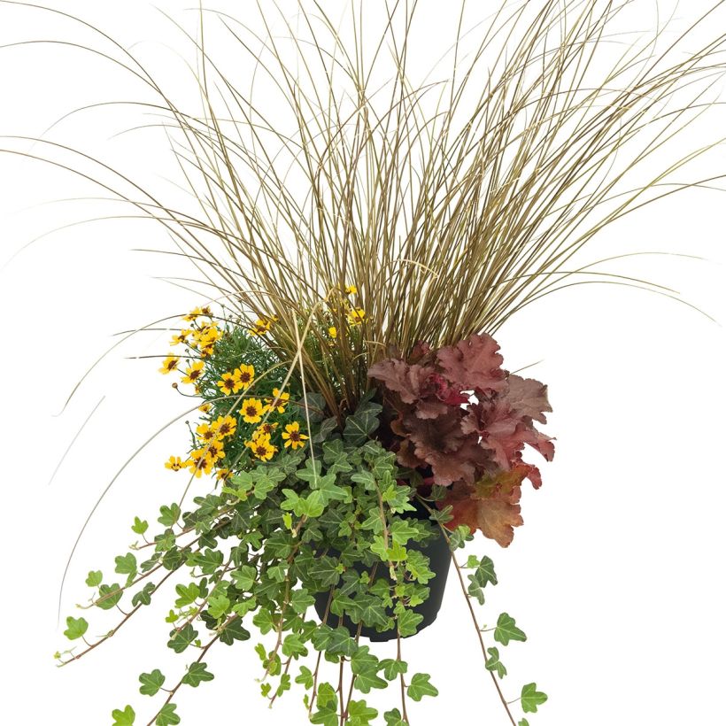 Composizione Piena di Gioia - composizione di 4 piante (Porto)