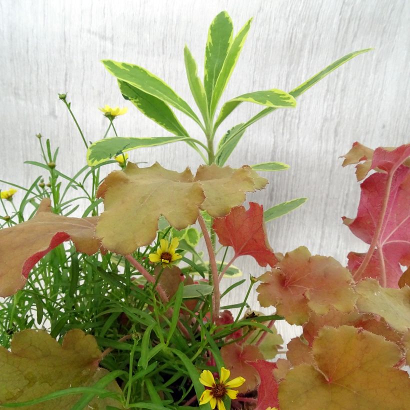 Composizione Hidden Treasure - composizione di 3 piante (Fogliame)