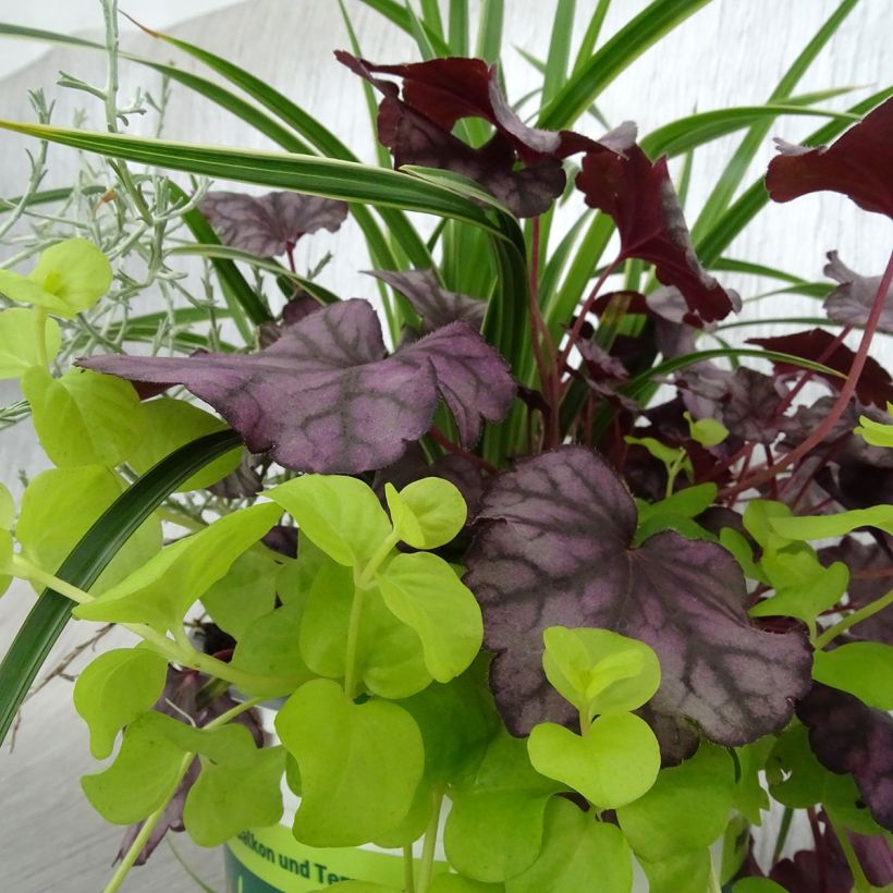 Composizione Silent Sunday - composizione di 4 piante (Fogliame)